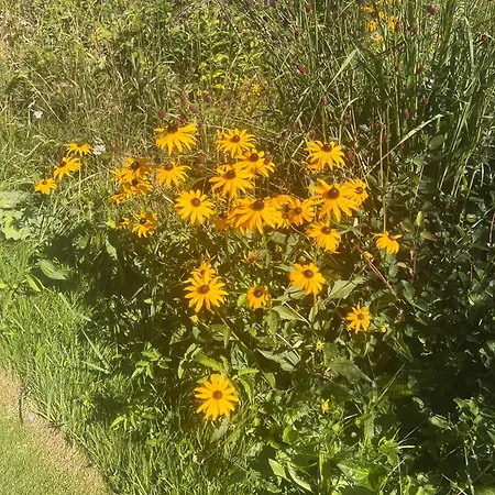 La Cure Vosgienne Champdray